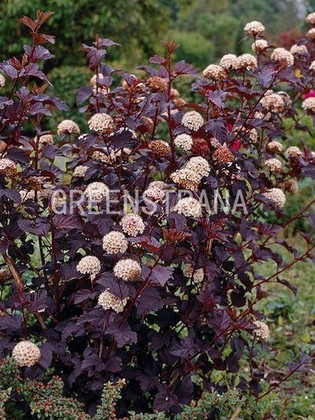 Пузыреплодник Леди ин Ред (Physocarpus opulifolius 'Lady in Red')