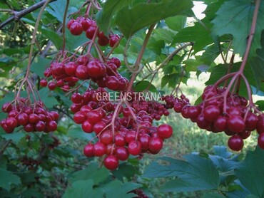 Калина красная Ульгень (Viburnum opulus 'Ulgen')