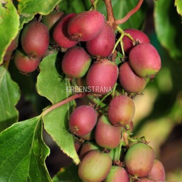 Актинидия аргута Ананасная (Actinidia arguta 'Ananasnaya')
