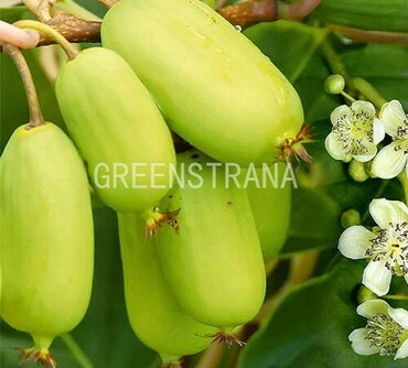 Актинидия аргута Джамбо (Actinidia arguta 'Jumbo')