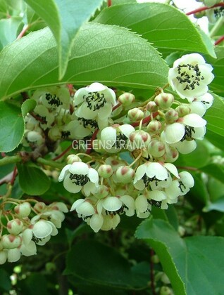 Актинидия аргута Баерн Киви (Actinidia arguta 'Bayern Kiwi') (муж.)