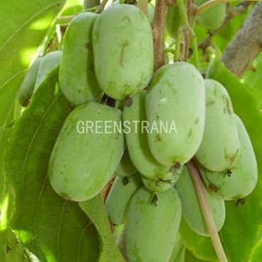 Актинидия аргута Золотая коса (Actinidia arguta 'Zolotaya Kosa')