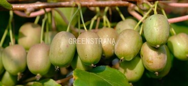 Актинидия аргута Кокува (Actinidia arguta 'Kokuwa')