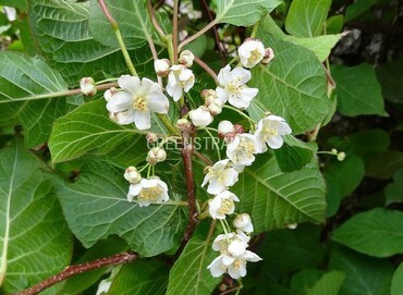 Актинидия аргута Мейл (Actinidia arguta 'Male')