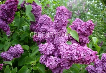 Сирень обыкновенная Аметист (Syringa vulgaris 'Amethyst')