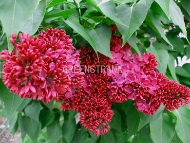 Сирень обыкновенная Конго (Syringa vulgaris 'Congo')