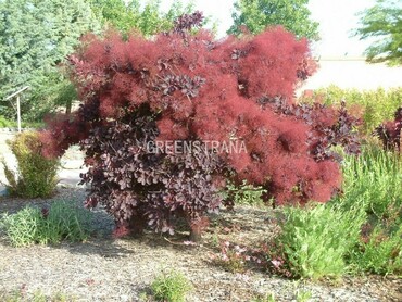 Скумпия кожевенная Фолис Пурпуреус (Cotinus coggygria 'Foliis Purpureis')