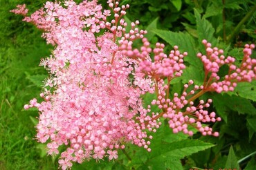 Лабазник дланевидный Нана (Filipendula palmata 'Nana')