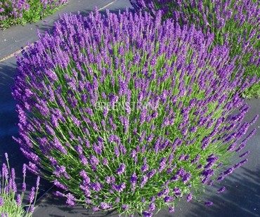 Лаванда узколистная Хидкот (Lavandula angustifolia 'Hidcote')