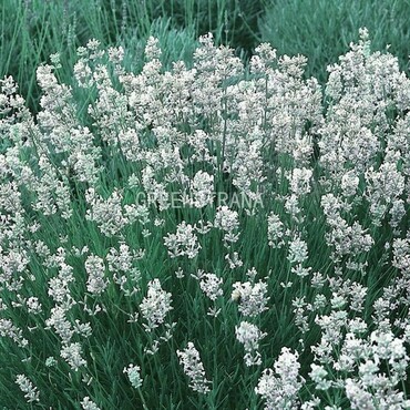 Лаванда узколистная Эдельвейс (Lavandula angustifolia 'Edelweiss')