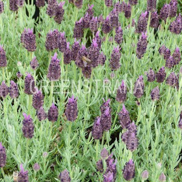 Лаванда широколистная Винтер Лейс (Lavandula latifolia 'Winter Lace')