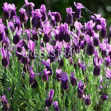 Лаванда широколистная Дарк Роялти (Lavandula latifolia 'Dark Royalty')