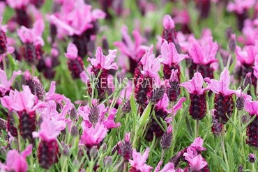 Лаванда широколистная Принцесса (Lavandula latifolia 'Princess')