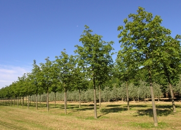 Каштан конский Бауманни (Aesculus hippocastanum 'Baumannii')