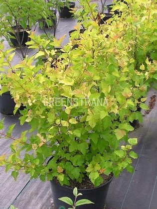 Пузыреплодник Лютеус (Physocarpus opulifolius 'Luteus')