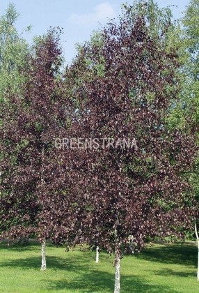Береза повислая Роял Фрост (Betula pendula 'Royal Frost')