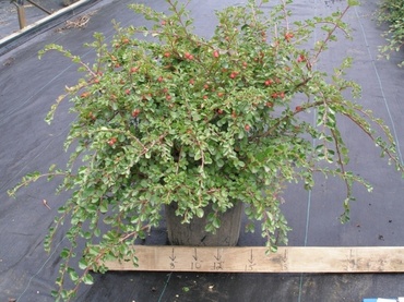 Кизильник Даммера Корал Бьюти (Cotoneaster dammeri 'Coral Beauty')