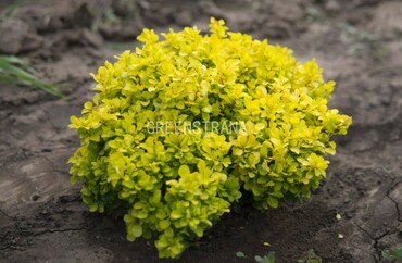 Барбарис Голден Девайн (Berberis 'Golden Divine')