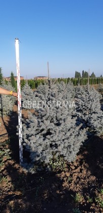 Ель колючая Бэби Блю (Picea pungens 'Baby Blue')