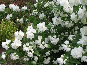 Чубушник венечный Зоя Космодемьянская (Philadelphus coronarius 'Zoya Kosmodemyanskaya')