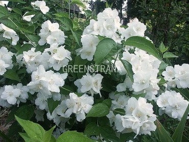 Чубушник венечный Юннат (Philadelphus coronarius 'Yunnat')