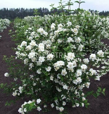 Чубушник венечный Академик Комаров (Philadelphus coronarius 'Akademik Komarov')