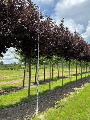 Черемуха виргинская "Canada Red"