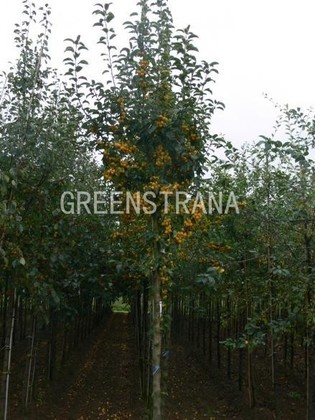 Яблоня декоративная Голден Хорнет (Malus 'Golden Hornet')