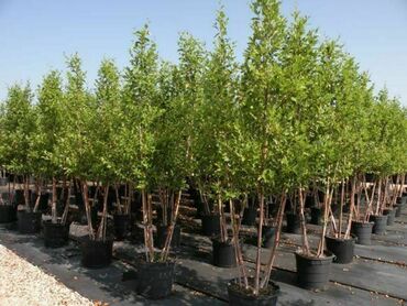 Береза черная Херитейдж (Betula nigra 'Heritage')