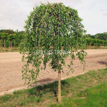 Вяз плакучий Мауро (Ulmus glabra 'Mauro')