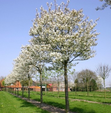 Ирга Ламарка Балерина (Amelanchier lamarckii 'Ballerina')