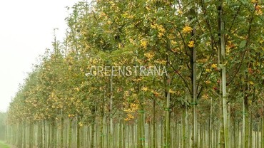 Рябина обыкновенная Джозеф Рок (Sorbus aucuparia 'Joseph Rock')