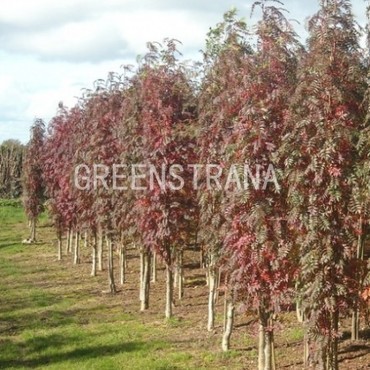 Рябина обыкновенная Отум Спайер (Sorbus aucuparia 'Autumn Spire')