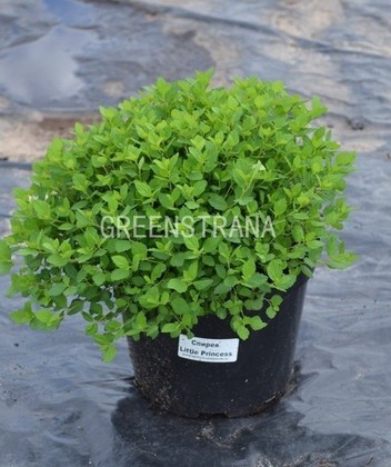 Спирея японская Литтл Принцесс (Spiraea japonica 'Little Princess')