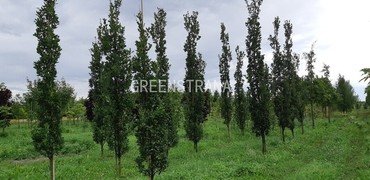 Тополь бальзамический (Populus balsamifera)