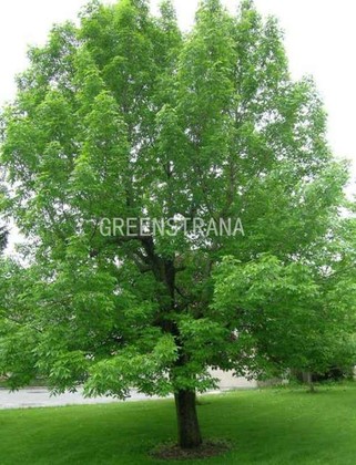 Ясень зеленый (Fraxinus pennsylvanica)