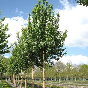 Черемуха обыкновенная Тифурт (Prunus padus 'Tiefurt')