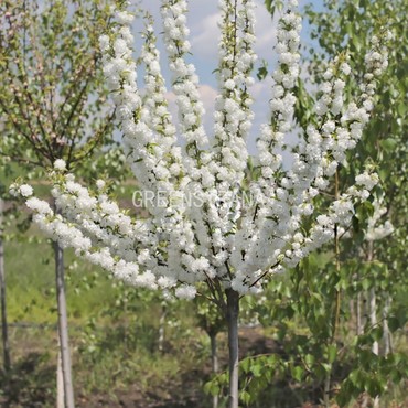 Черешня Плена (Prunus avium 'Plena')