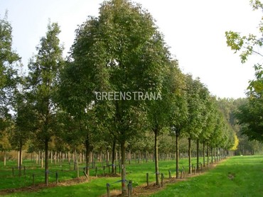 Ясень американский (Fraxinus americana)