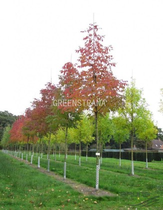 Ясень американский Отем Пурпл (Fraxinus americana 'Autumn Purple')