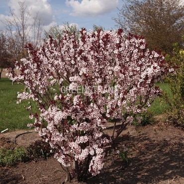Слива цистена (Prunus × cistena)