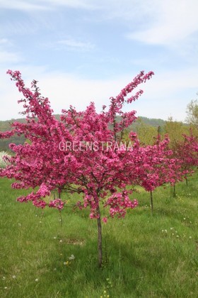 Яблоня декоративная Прайри Файер (Malus 'Prairie Fire')