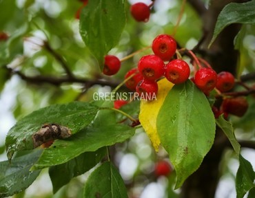 Яблоня ягодная (Malus baccata)
