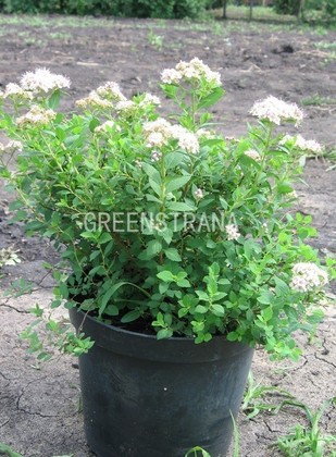 Спирея японская Альбифлора (Spiraea japonica 'Albiflora')