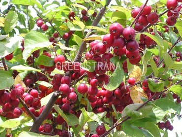 Яблоня сахалинская (Malus sachalinensis)