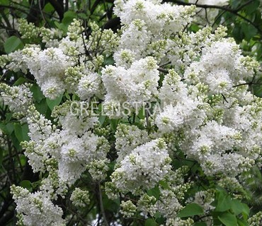 Сирень обыкновенная Снежный ком (Syringa vulgaris 'Snezhnyy Kom')