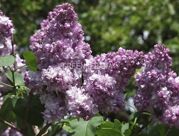 Сирень обыкновенная Тарас Бульба (Syringa vulgaris 'Taras Bulba')