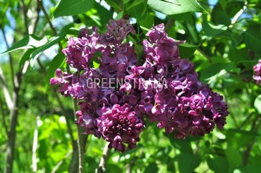 Сирень обыкновенная Френк Патерсон (Syringa vulgaris 'Frank Paterson')