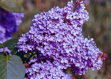 Сирень обыкновенная Школьница (Syringa vulgaris 'Shkolnitsa')