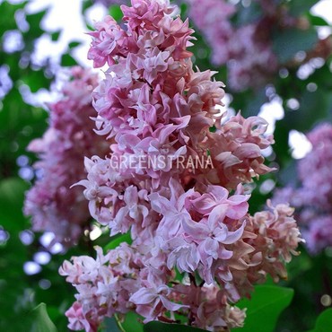 Сирень обыкновенная Олимпиада Колесникова (Syringa vulgaris 'Olimpiada Kolesnikova')